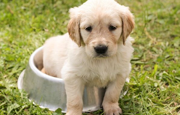 puppy 1207816 640